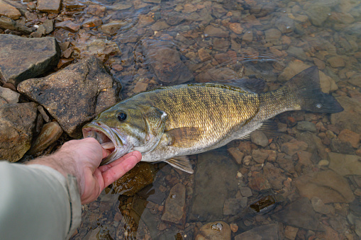 Fresh catch, holding smallmouth bass in fresh water lake, fall season shore fishing