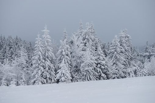 Winter in Carpathian Mountains, Ukraine