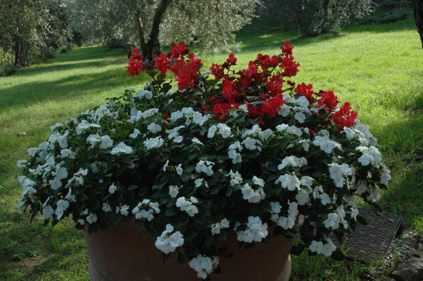 istock red and white potted flowers in October 1431967043