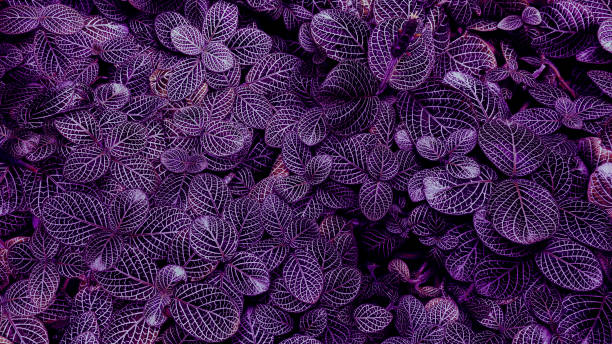 istock purple leaves, nature background 1431967513