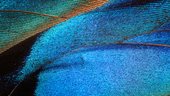 Details of butterfly wings