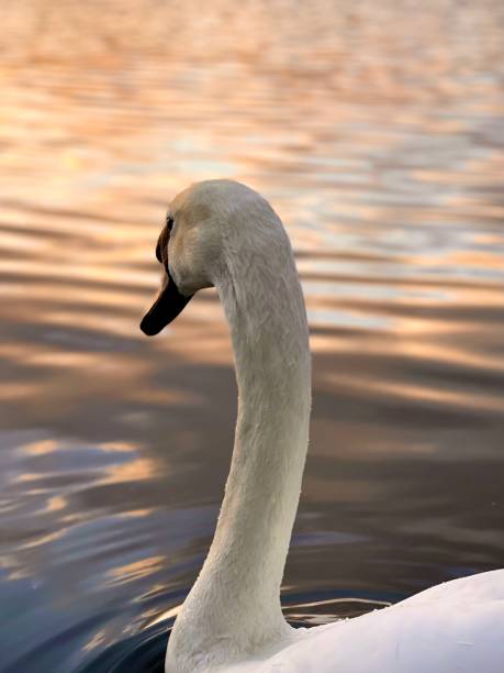 istock White Swan portrait 1431968753