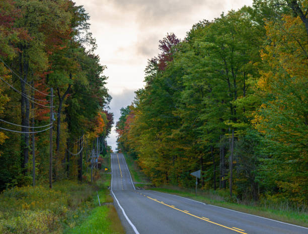 istock Road in autumn season forest trees 1431968918