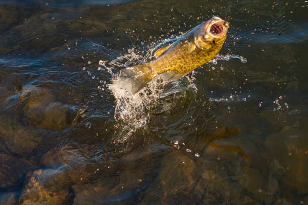 baixo de smallmouth pega água em luta de linha de pesca - smallmouth bass fotos - fotografias e filmes do acervo