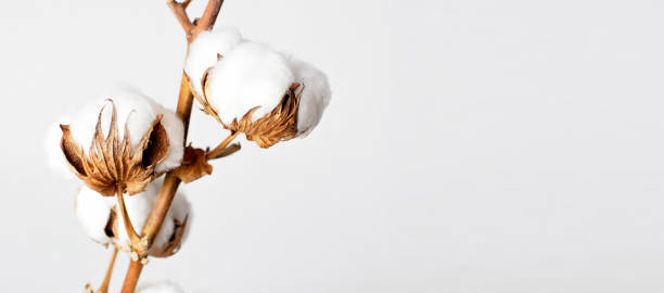 Cotton branch on white background. Delicate white cotton flowers. Light cotton background, flat lay.