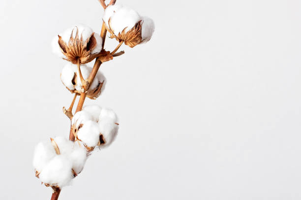 istock Cotton branch on white background. Delicate white cotton flowers. Light cotton background, flat lay. 1431970375
