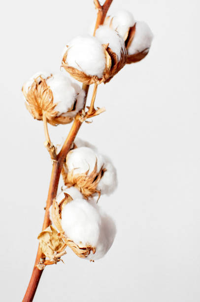 istock Cotton branch on white background. Delicate white cotton flowers. Light cotton background, flat lay. 1431970376