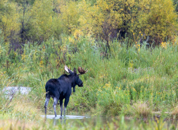 istock Bull Moose in Autumn in Wyoming 1431970587
