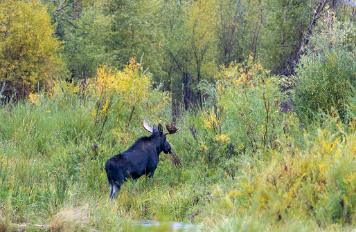 a bull moose in Wyoming in fall