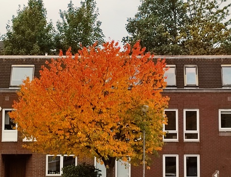 Colorfull tree during autumn at glasgow scotland england uk