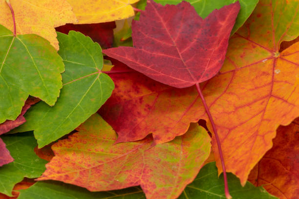 colorful leaves as a background for autumn