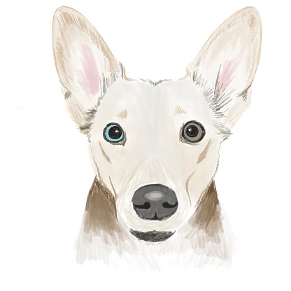 illustration in square format. portrait of a pet, a cute dog with multi-colored eyes, big ears and an expressive look on a white background