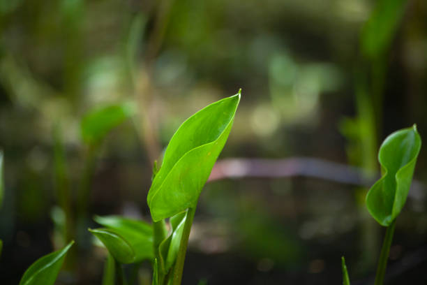 Swamp plant in summer. Sprout on pond. Green leaf. Fresh plant.