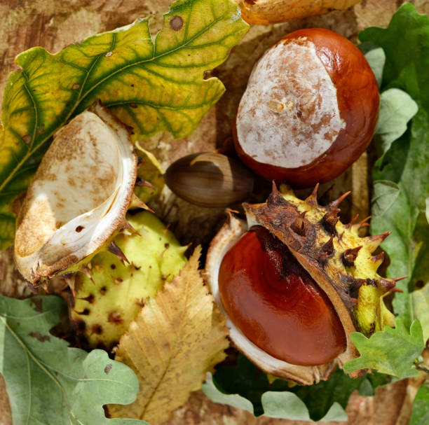 istock Golden autumn colour. Horse Chesnut tree conkers, leaves, and hazel nuts 1431973335