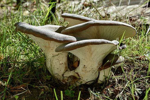 Oyster mushroom, pleurotus ostreatus, edible mushroom