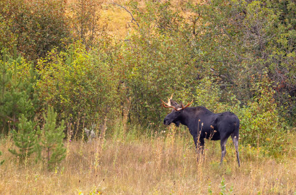 istock Bull Moose in Autumn in Wyoming 1431974319