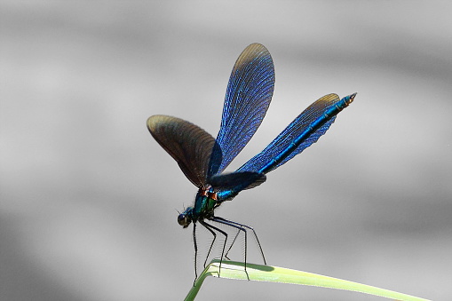 Bavaria, Germanay. Close-up of a beautiful opend Blue-winged Demoiselle Calopteryx virgo Dragonfly with Black and White Background.