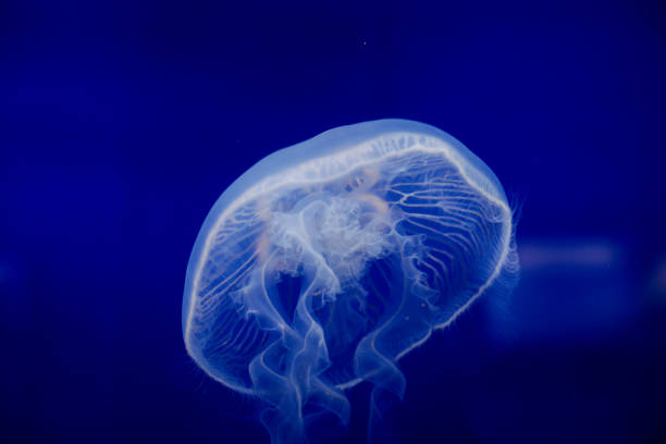 istock Details with a jellyfish inside an aquarium. 1431976914