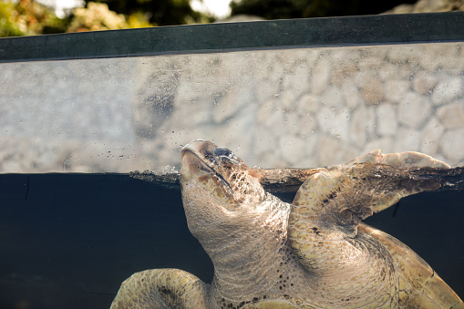 Big turtle in an aquarium. Caged wildlife concept.