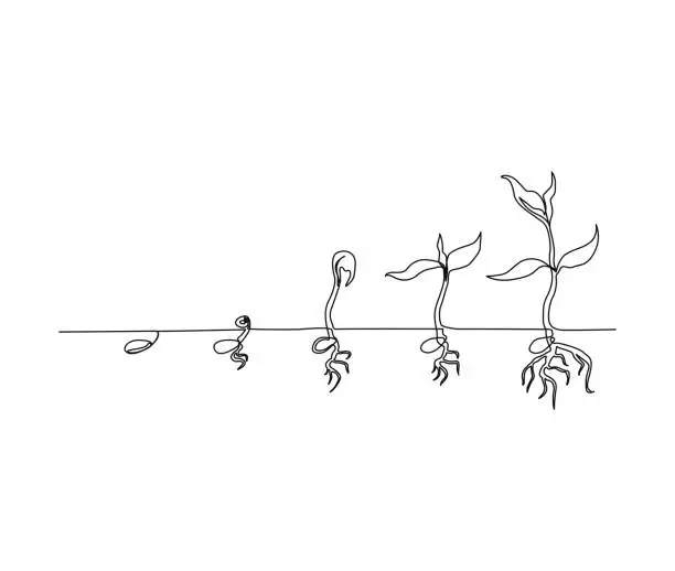 Vector illustration of Continuous line art drawing of plant growing process. Plant growth processing start from bean seed single line art drawing vector illustration.