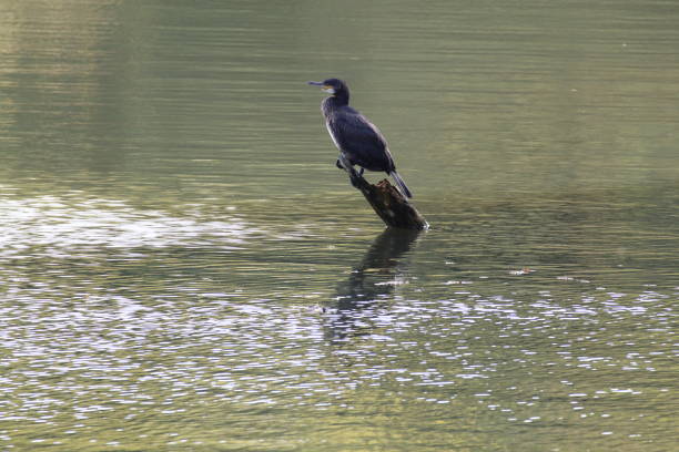 A Double Crested Cormorant perched in the middle of a lake. This is an exceptionally rare bird for the United Kingdom, photographed here at a nature reserve in Preston, Lancashire.