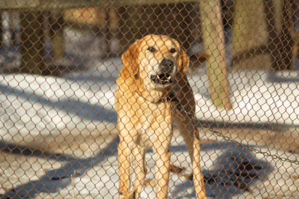 Dog is behind bars. Kennel for dogs. Angry dog behind fence.