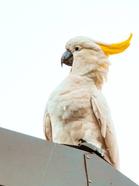 kakadu siarkowata patrząca z dachu - sulphur crested cockatoo zdjęcia i obrazy z banku zdjęć