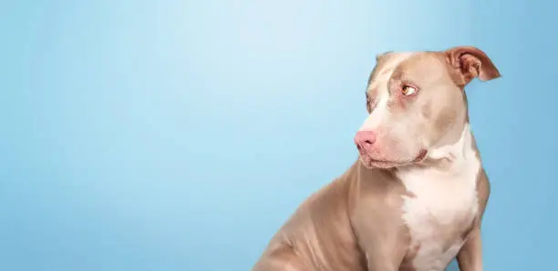 Photo of Large dog with blue background.