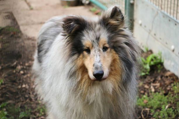 beautiful long haired blue merle collie portrait in the garden a beautiful long haired blue merle collie portrait in the garden sheltie blue merle stock pictures, royalty-free photos & images