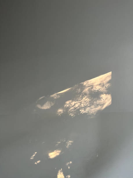 istock white wall on which the sun shining from the window creates shadows of plants. 1431982200