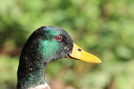 A portrait closeup of a Mallard Duck - Near the edge of a lake. This beautiful image captures the detail and texture of the Mallard, with a beautiful background backdrop.
