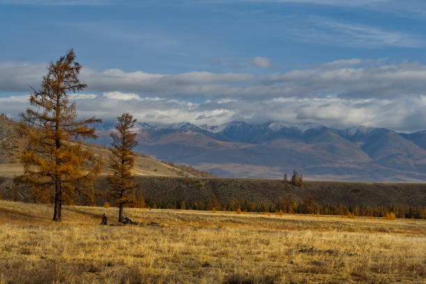 istock Loners of the Kurai steppe 1431982232