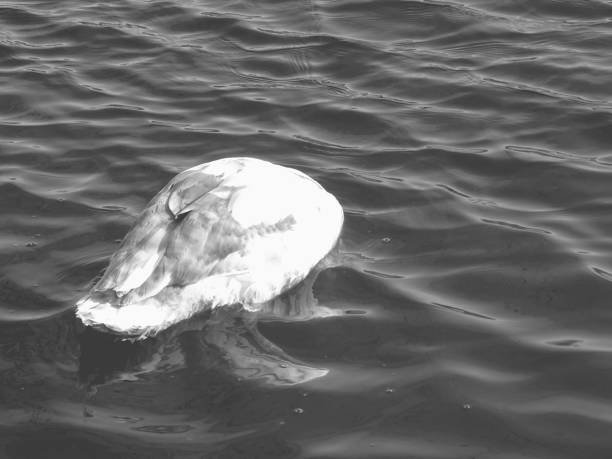 Two swans swimming in a lake. Film scan.