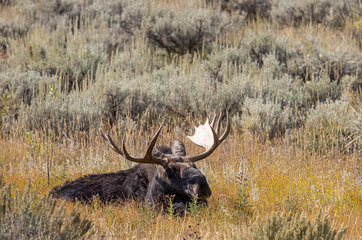 a bull moose during the fall rut in Wyoming