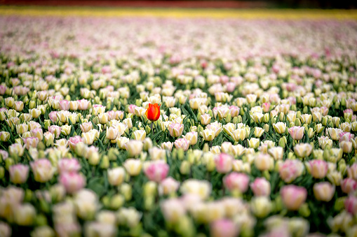 tulip field photographed in the north of holland in full bloom