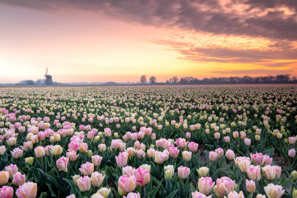 튤립 밭의 일몰 - lady tulip 뉴스 사진 이미지