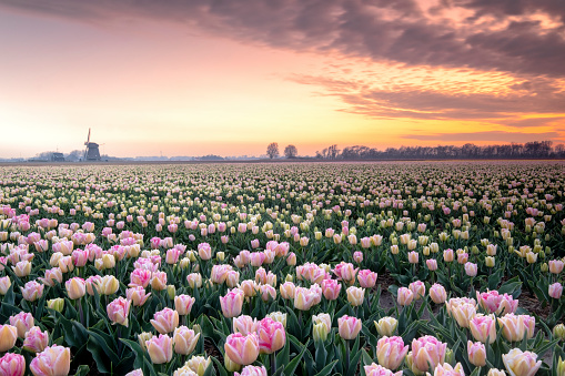 magical sunset in a field of tulips, photo taken in North Holland.