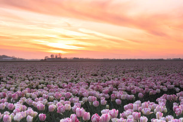 istock Sunset in a Field of Tulips 1431983578