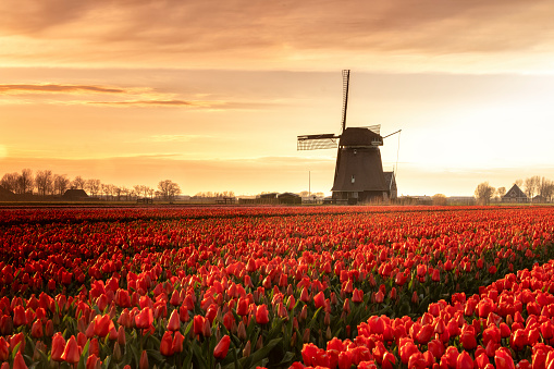 A field of tulips at sunset, illuminated by the last light of the day. in the background a windmill.\nNorth Holland