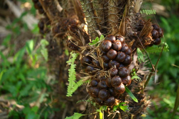 istock Salak Pondoh Snakefruit Salacca zalacca 1431984426