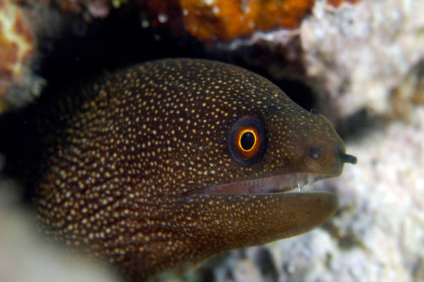 istock Goldentail Moray Eel in Honduras 1431984492