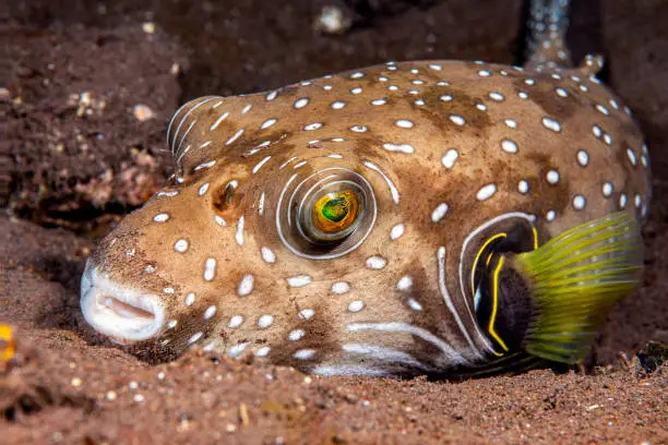 A white spotted pufferfish lies motionless on the bottom while sleeping at nighttime.