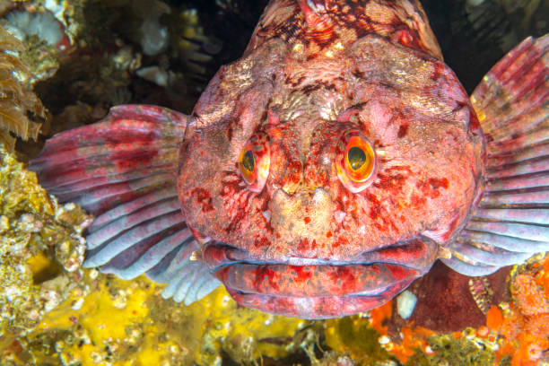 Free picture: great, sculpin, fish