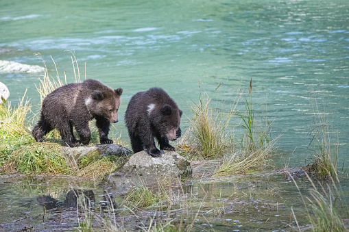 Two babies grizzlys walking on the shore of the river in Alaska