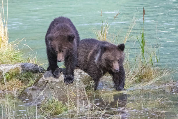 istock Two babies grizzlys in Alaska 1431984674