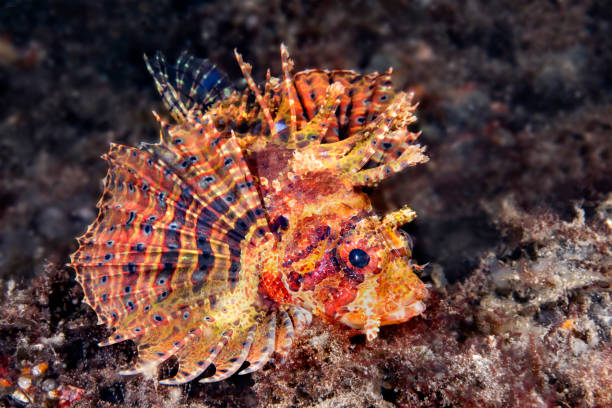 istock Close up of colorful turkey fish 1431984729