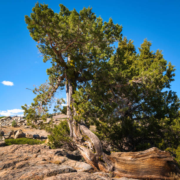 istock Old resilient cedar tree growing on the rock at Donner Summit 1431984945