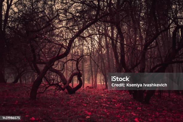 낯선 사람 공원 신비한 요정 숲 다크 판타지 배경 화면 안개 속의 낯선 나무들 무서운 분위기 초자연적 인 다른 세계 안개 속의 신비로운  숲 붉은 나뭇잎이있는 어두운 무서운 공원 0명에 대한 스톡