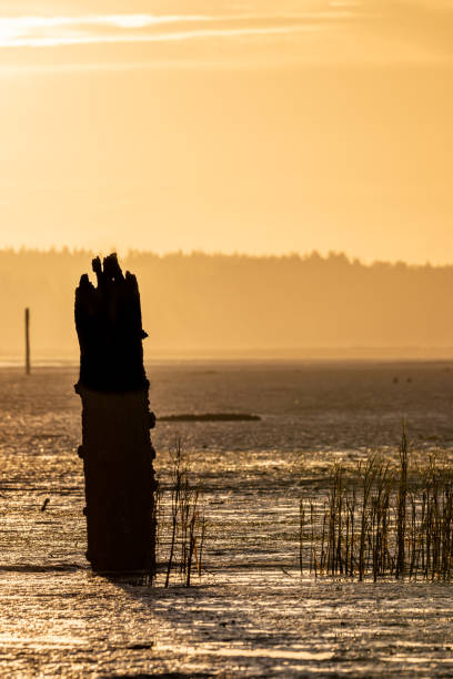 istock Reeds and Pilings at sunrise 1431988011