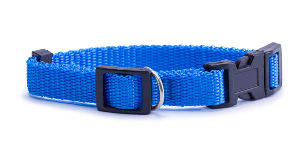 Small Blue Pet Collar stock photo